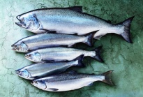 Finnish specialists will help Vologda in fish farming