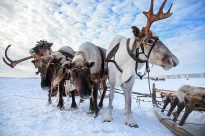 Finland increases its imports of Russian reindeer