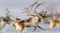 Murmansk venison enters the markets of Finland